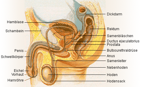 Anatomie des männlichen Beckens